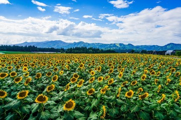 Fototapeta premium 津南のひまわり畑