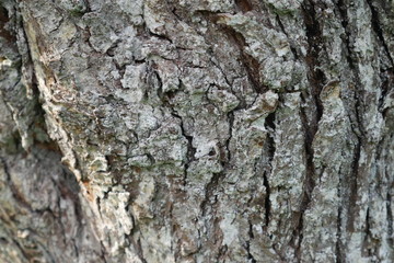 bark of a tree