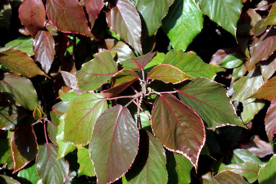 plantas y floares del bosque