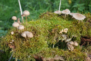 mushroom on moss, tree trunk