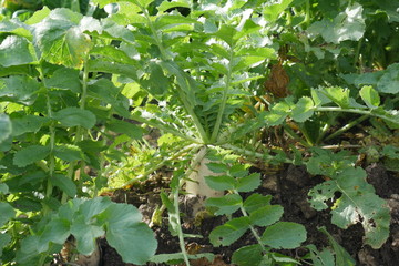 vegetable in garden