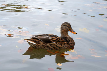 Duck at a lake