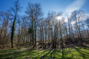 Obraz premium スイス、ジュネーブの森