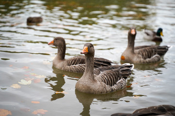 Ducks at a calm lake
