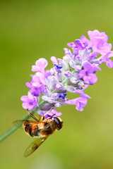 Bee pollinating lavender flowers on a warm summer day