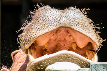 Hippo facial expressions during feeding time. Busch Gardens Wildlife Park, Tampa, Bay, Florida
