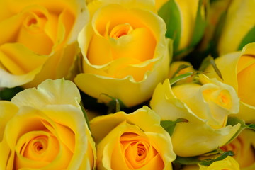 bouquet of roses on yellow background