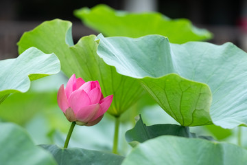 大賀蓮の花（千葉公園）