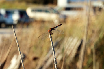 brown dragonfly standing still