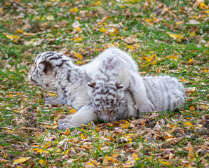 Obraz premium Baby tiger, cute baby animal