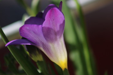 closeup of flowers growing at garten and the balcony