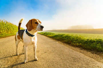 Dog purebreed beagle outdoors in nature on a rural asphalt road to forest between fields. Sunny...