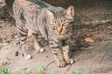 I met a cute wild cat.