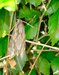 grasshopper on a leaf