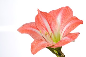 Fototapeta na wymiar Close-up beautiful pink blossoming flower