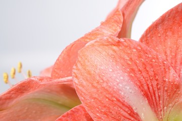 Close-up beautiful pink blossoming flower