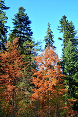 Typical landscape in the forests of Transylvania, Romania. Green landscape in autumn, in a sunny day
