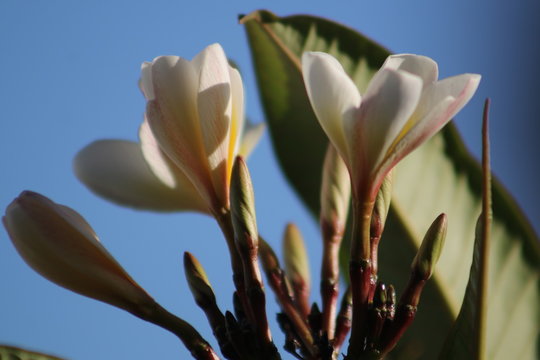 closeup of flowers growing at garten and the balcony