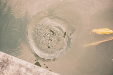 Obraz premium Asian Water Monitor who is in Bangkok's Lumpini Park