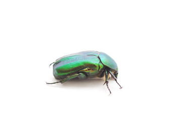 One green firefly.