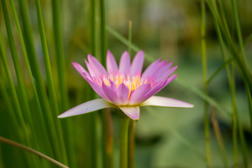Lotus flower in the park