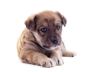 Obraz premium One little dog.