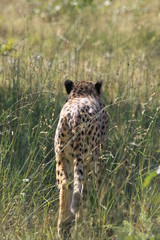 Cheetah