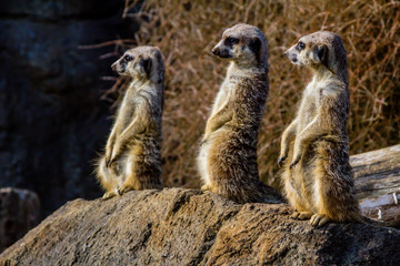 Meerkats stand guard and watch over their compound. Auckland Zoo, Auckland, New Zealand