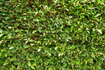 Obraz premium green leaf tree background nature
