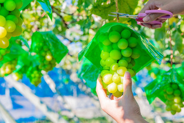 山梨県勝沼ぶどう郷のシャインマスカット狩り