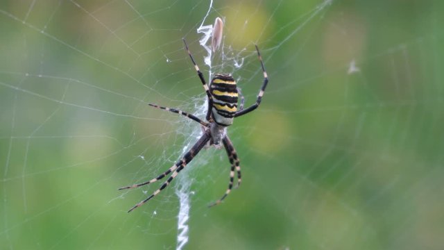 wasp spider,hunts a female wasp spider on a spider web 
