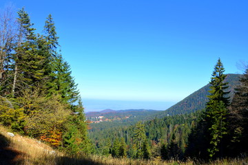 Typical landscape in the forests of Transylvania, Romania. Green landscape in autumn, in a sunny day