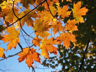 beautiful maple fall foliage