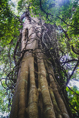 Fototapeta premium Big tall tree with weird roots enveloping it in Tamborine National Park, Gold Coast, Australia. 
