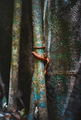 Dangerous orange snake crawling up the tree deep in the forest in Tamborine National Park, Gold...