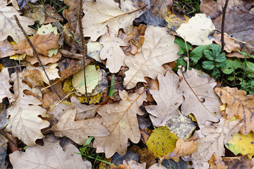 Autumn background from the fallen down leaves.