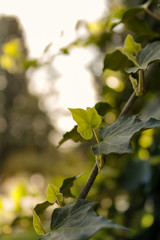 Enredadera  
