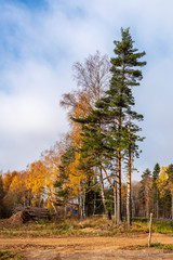 Fototapeta premium Landscape with sawn logs that lie on the edge of the forest