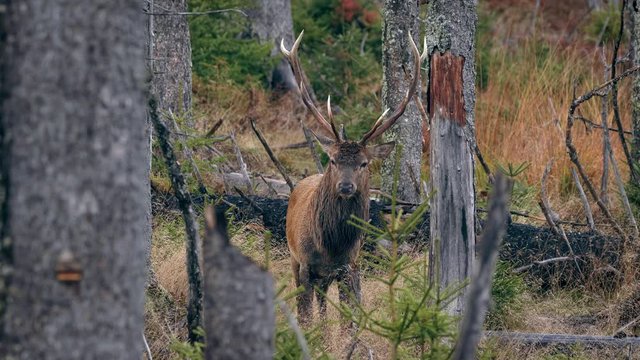 Red deer (Cervus elaphus) mistrustful stag sensing danger