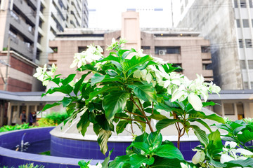 Green Plant wth White Flowers in City