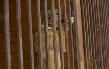 Dog in a aviary at a dog kennel