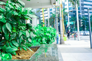 Green Plant in City Urban Setting