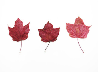 Autumn composition. Pattern of three dry red maple leaves of different shades of intense reds. White background. Flat lay, top view