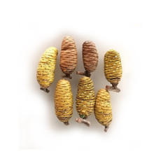 Abies firma isolated on white background