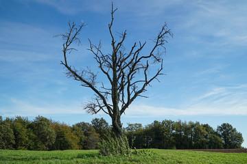 Dürrer Baum