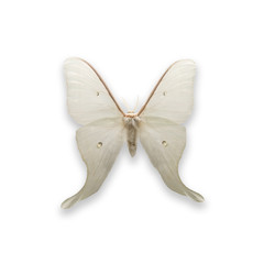 Fototapeta na wymiar butterfly isolated on white background, Actais artemis female isolated on white background