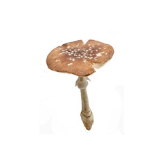 mushroom on fork isolated on white, Amanita © Montree
