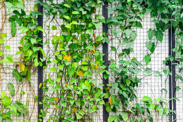 Green Plant in City Urban Setting