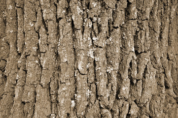 Obraz premium Drawing texture of oak bark. Harvesting textures for designers.