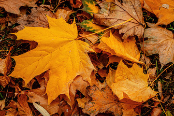 autumn leaves background